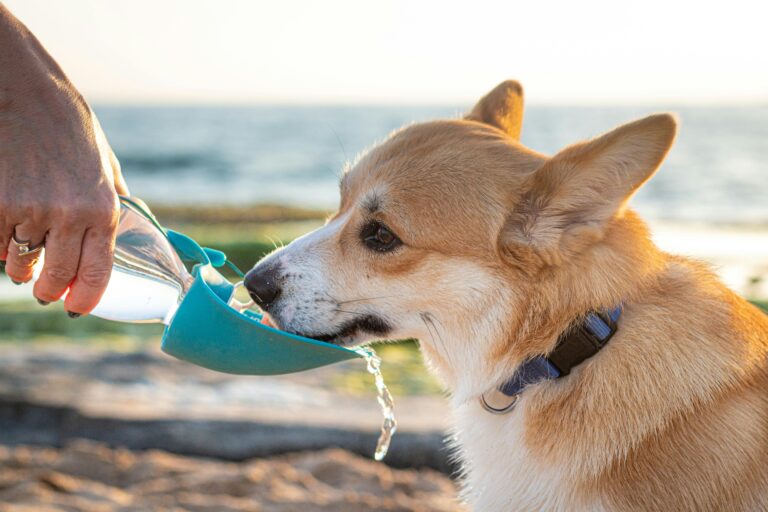 Corgi water