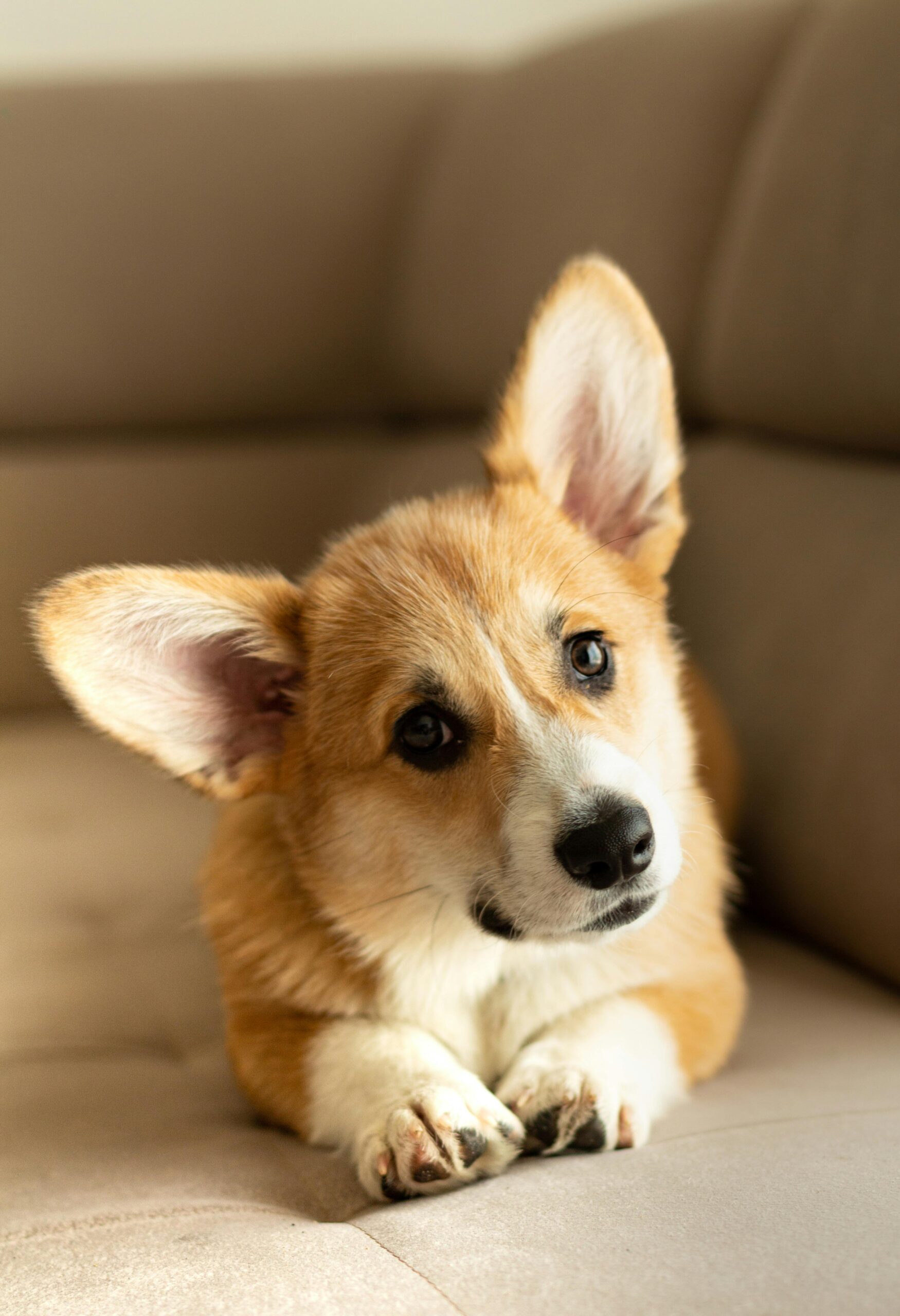 Corgi Gallery 5