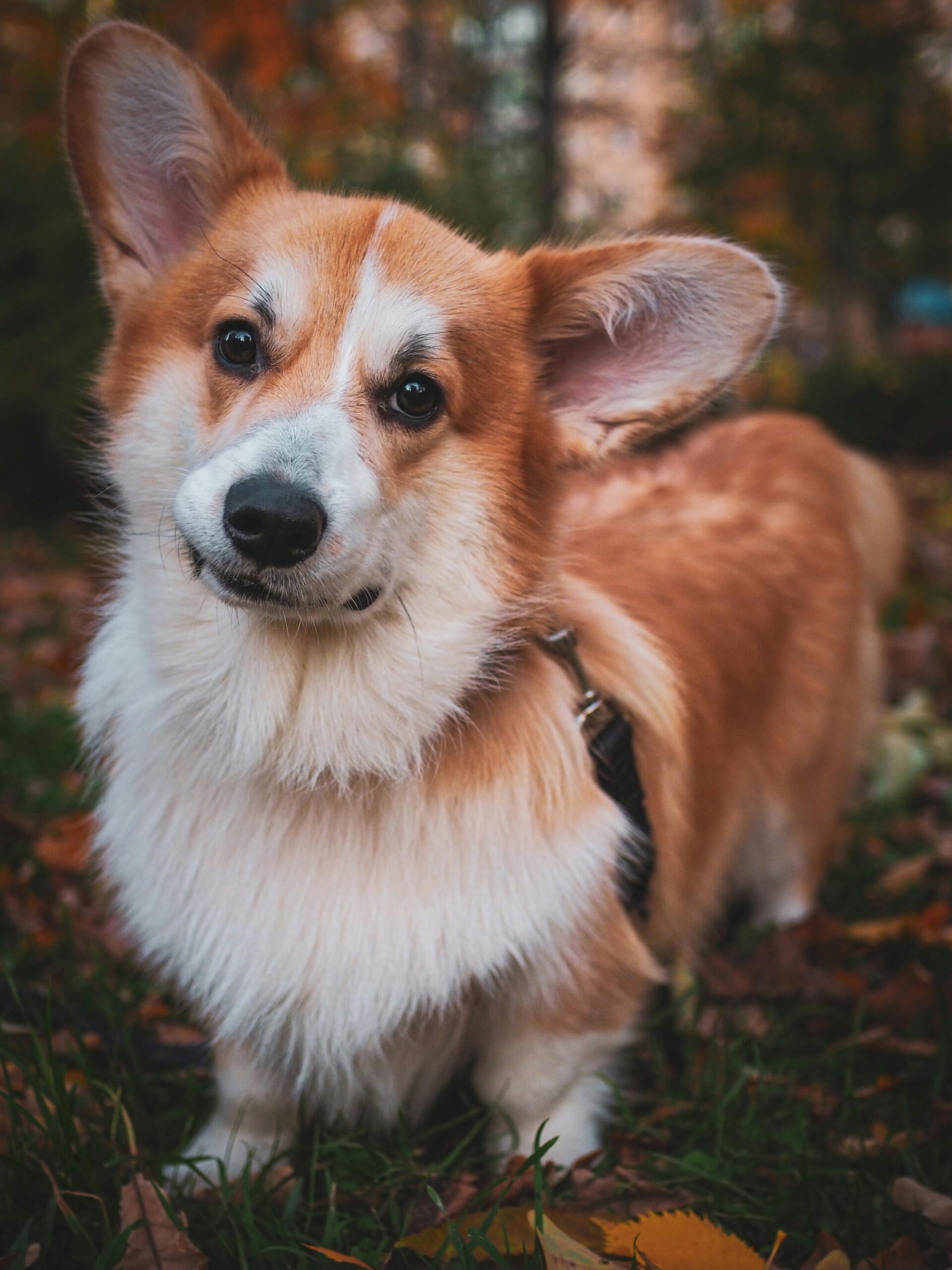 Corgi Gallery 1