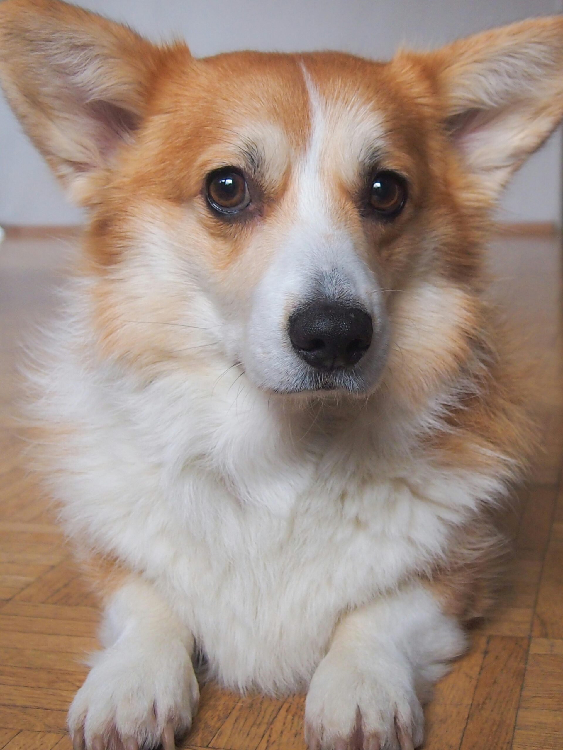 Corgi Gallery 3