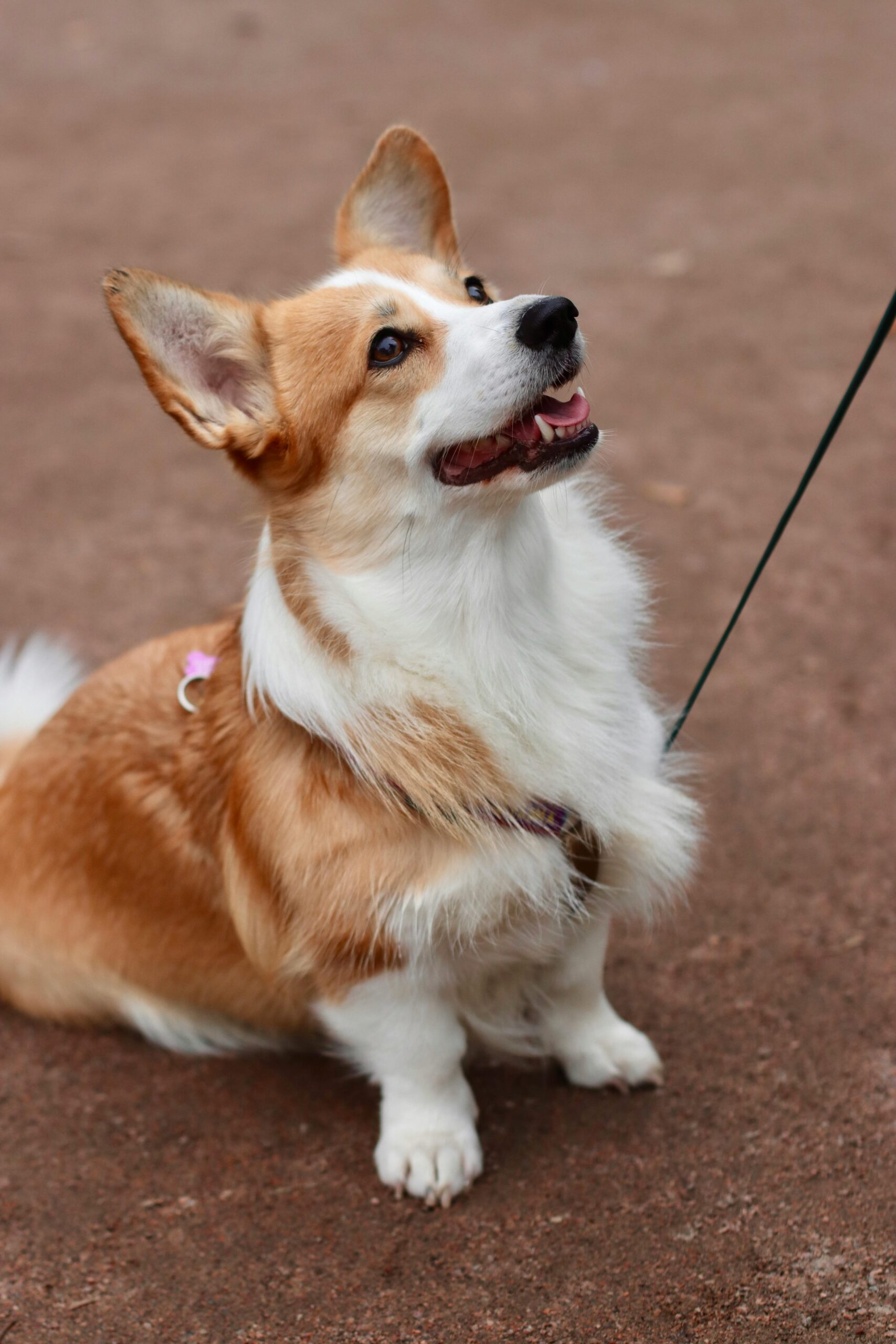 Corgi Gallery 4